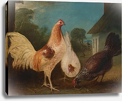 Постер Фернли Джон Цыплята на скотном дворе