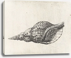 Постер Холлар Вецеслаус (грав) Trumpet triton