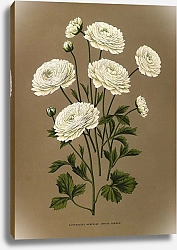 Постер Арендсен Арентина Ранункулус Геркулес