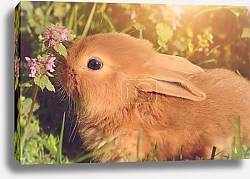 Постер Зайчонок с траве