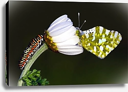 Постер Бабочка с гусеницей на белом цветке