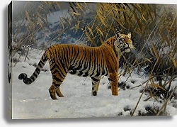 Постер Унгевиттер Хьюго Тигр, Крадущийся По Снегу