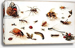 Постер Брейгель Ян Младший  A Study of Insects 1
