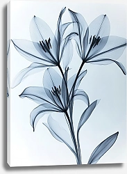 Постер Space lace lily