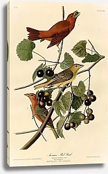 Постер Summer Red Bird