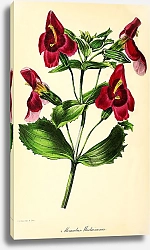 Постер Mimulus Maclainianus