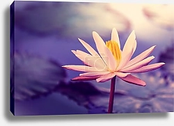 Постер Лотос в закатных красках солнца