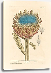 Постер Блэквелл Элизабет Артишок