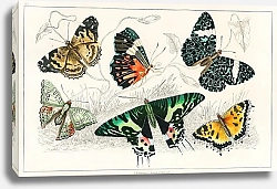Постер Коллекция различных бабочек