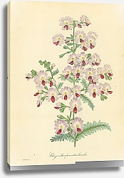 Постер Schizanthus Pinnatus Humilis 1