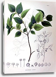 Постер Флора Японии №82