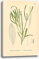 Постер English Botany №230