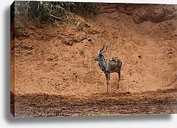 Постер Олень на туманном лугу