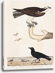 Постер Птицы Америки Уилсона 37