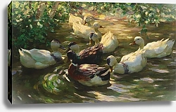 Постер Кестер Александр Утки на пруду