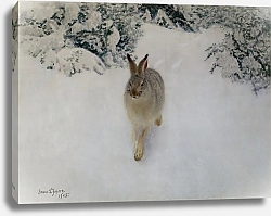 Постер Лильефорс Бруно Заяц зимой