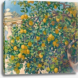 Постер Риссельберге Тео Citronniers à La Mortola