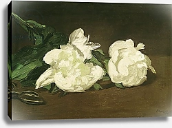 Постер Мане Эдуард (Edouard Manet) Branch of White Peonies and Secateurs, 1864
