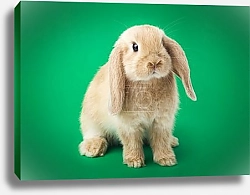 Постер Заяц на зеленом фоне