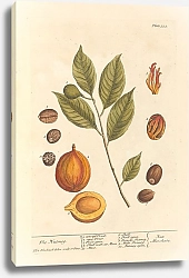 Постер Блэквелл Элизабет Мускатный орех