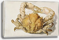 Постер Хейсум Ян Краб