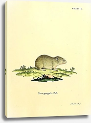 Постер Мышь Mus gregalis