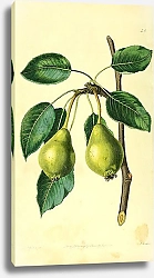 Постер Длиннохвостая груша