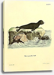 Постер Тюлень Phoca pusilla