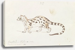 Постер Смит Чарльз Гамильтон Small Indian Civet
