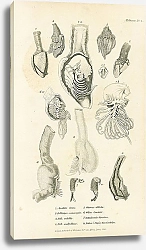 Постер Mollusca №2 3