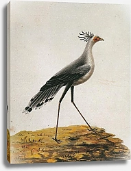 Постер Secretary Bird