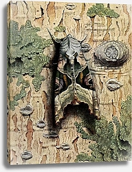 Постер Робер Поль-Андре Дотошная