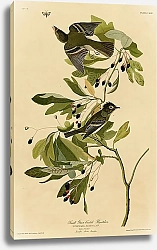 Постер Small Green Crested Flycatcher