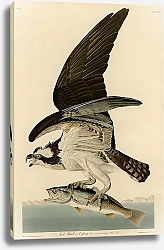 Постер Fish Hawk or Osprey