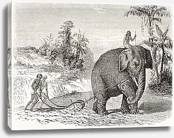 Постер Elephant ploughing, Ceylon (nowadays Sri Lanka). Created by Therond and Huyot after Andrasy, publish