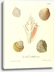 Постер Морские раковины 059
