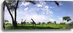 Постер Жирафы в саванне, Танзания