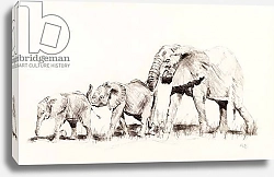 Постер Сандерс Франческа (совр) Elephant family, 2014