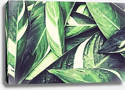 Постер Свежие зеленые тропические листья