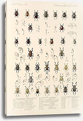 Постер Годман Фредерик Insecta Coleoptera Pl 188