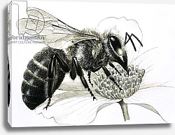 Постер Дэвис Р. (жив, дет) Worker bee collecting nectar from flower