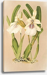 Постер Лемер Шарль Miltonia spectabilis, var. virginalis