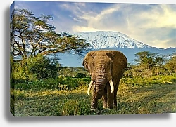 Постер Слоновье царство у подножия Килиманджаро в Амбосели, Танзания