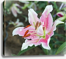 Постер Цветущая розовая лилия крупным планом 