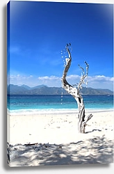 Постер Сухое дерево на пляже, Бали, острова Гили