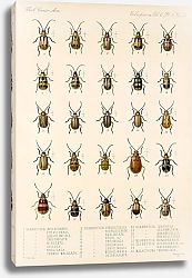 Постер Годман Фредерик Insecta Coleoptera Pl 262