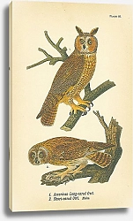 Постер American Long-eared Owl, Short-eared Owl. Males 1
