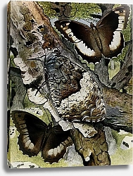 Постер Робер Поль-Андре Ле Сильвандр