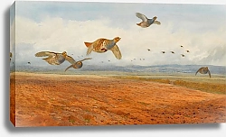 Постер Торнбурн Арчибальд (Бриджман) A Covey of Grey Partridge in Flight