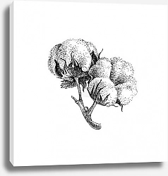 Постер Два цветка хлопка